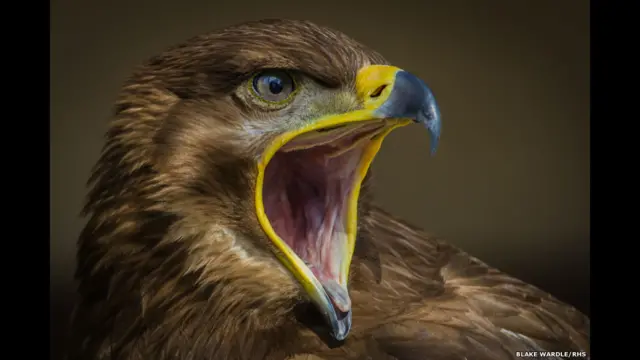 Plumber porno video onlayn