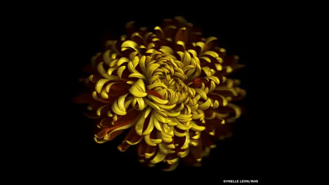 yalangoch mushuk bilan futbolkadagi erotika