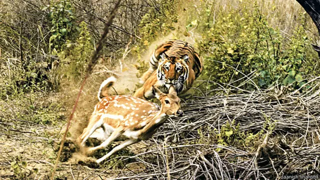 दानिश शास्त्री