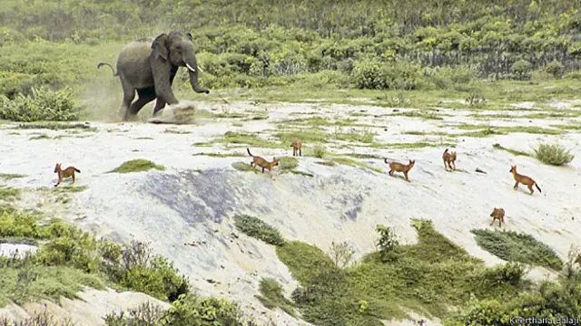 कीर्थना बालाजी