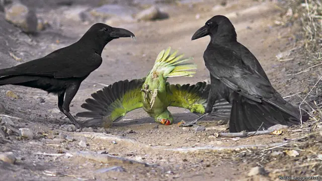 बालाजी लोगानाथन