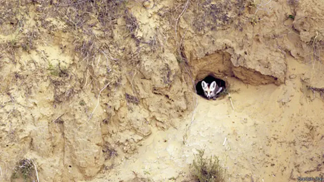 सचिन राय