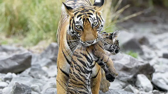 आदित्य सिंह