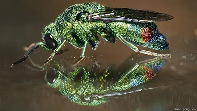 केन कॉग ल्यू