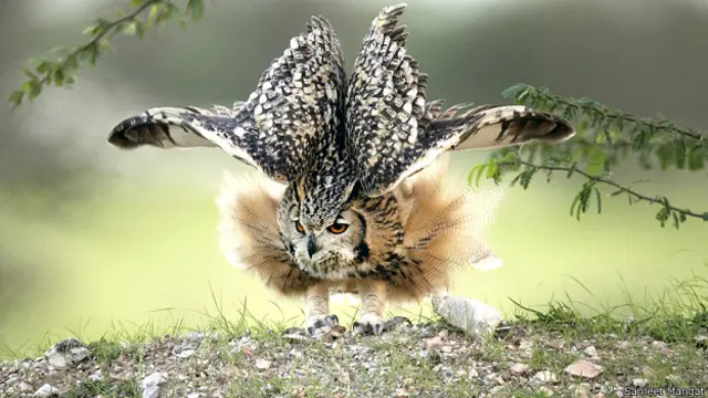 संजीत मंगत