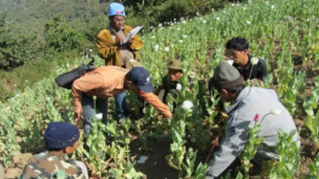 မြန်မာ နိုင်ငံဟာ ကမ္ဘာမှာ ဒုတိယ အများဆုံး ဘိန်း ထုတ်လုပ်တဲ့ နိုင်ငံ အဆင့်မှာ ဆက်ပြီး ရှိနေဆဲ