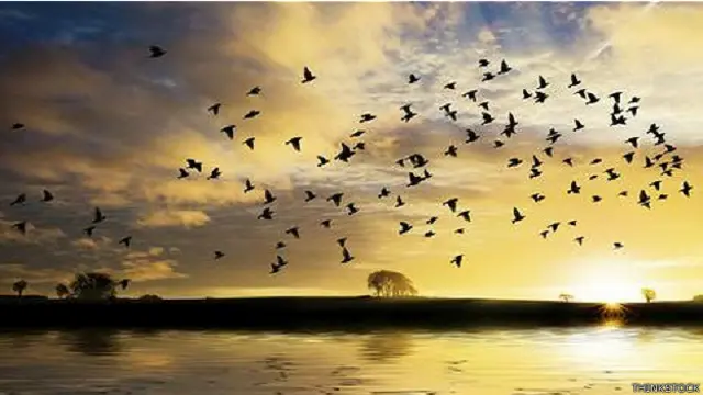 आसमान में पक्षी