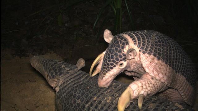 Armadillo gigante en humedal brasileño. Fotografía de Arnaud Desbiez / BBC Wildlife.