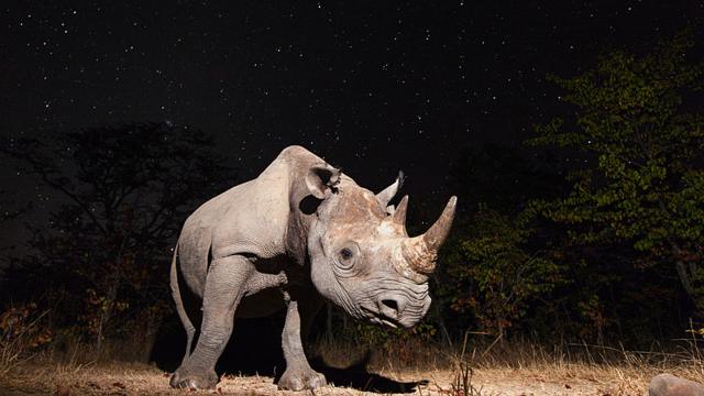 Rinoceronte negro. Fotografía: Will Burrard-Lucas / BBC Wildlife.