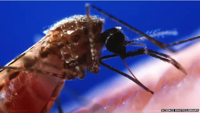 मलेरिया, मच्छरदानी