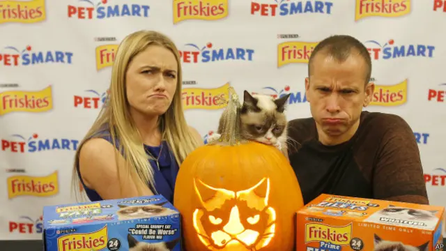 Gata emburrada em lançamento de ração