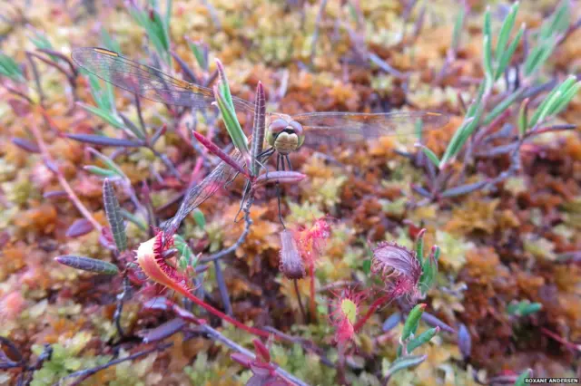 Foto de la competencia de la Sociedad Ecológica Británica