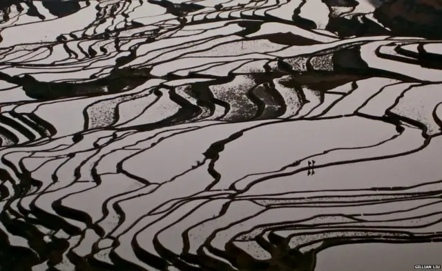 Foto de la competencia de la Sociedad Ecológica Británica