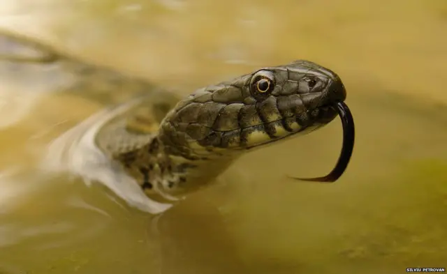 Foto de la competencia de la Sociedad Ecológica Británica