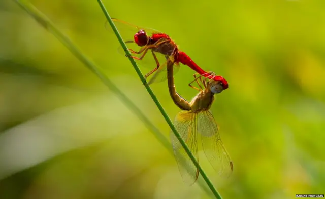 Foto de la competencia de la Sociedad Ecológica Británica
