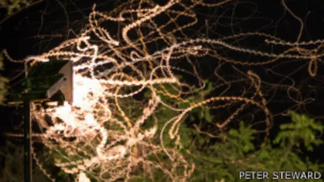 Foto de la competencia de la Sociedad Ecológica Británica