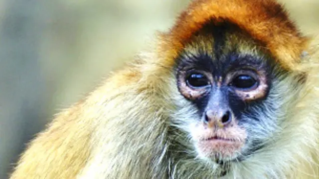 स्पाइडर मंकी