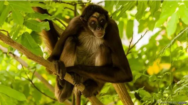 स्पाइडर मंकी