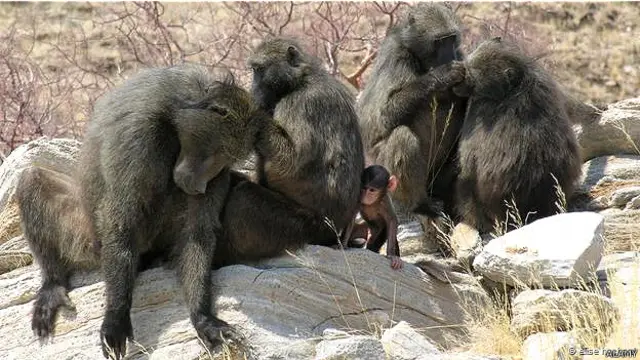 स्पाइडर मंकी