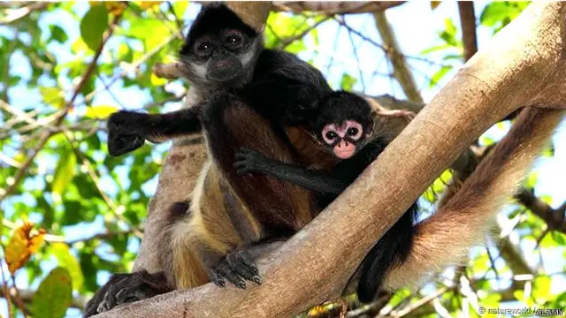 स्पाइडर मंकी