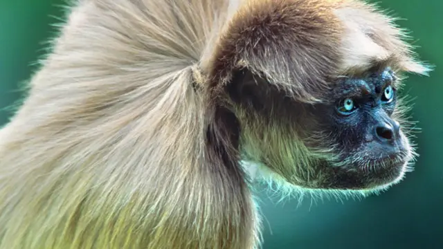 स्पाइडर मंकी