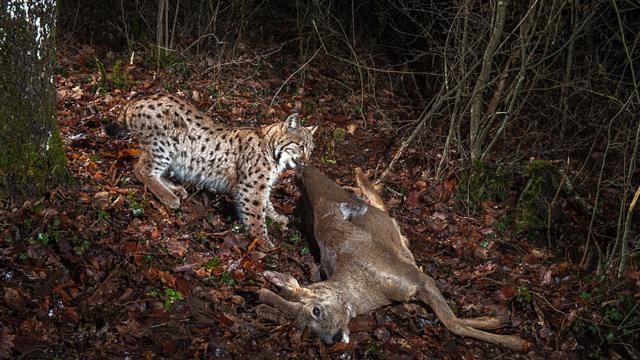 Fotografía: Laurent Geslin / BBC Wildlife.