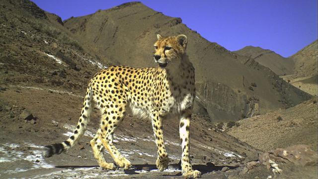 Fotografía: Iranian Cheetah Society / Iranian Department of Environment / Conservation of Asiatic Cheetah Project / Panthera / BBC Wildlife.
