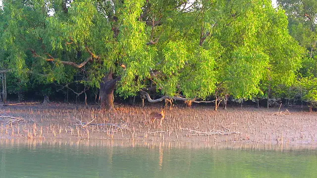 বাংলাদেশের সুন্দরবনের জীব বৈচিত্র্যের অন্যতম অনুষঙ্গ হরিণ। দেশটির আইন অনুযায়ী সুন্দরবনের কোনো প্রাণী হত্যা ও পাচার দণ্ডনীয় অপরাধ। 