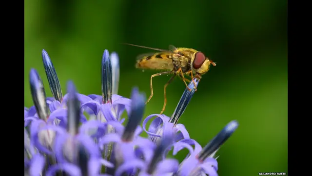 Муха-журчалка