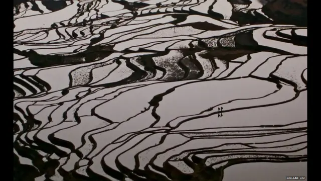 Рисовые плантации в Китае