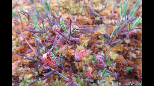 Сибирское болото