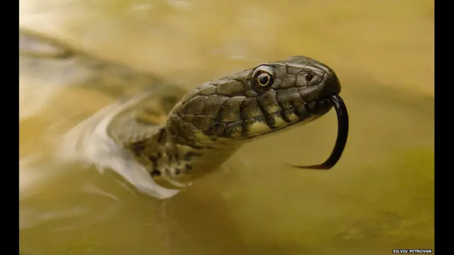 Уж в румынском пруду