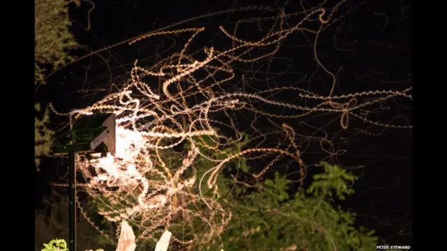 Мотыльки в Кении