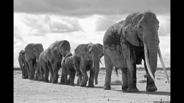 Слоны в Намибии