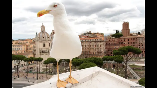 Чайка в Риме