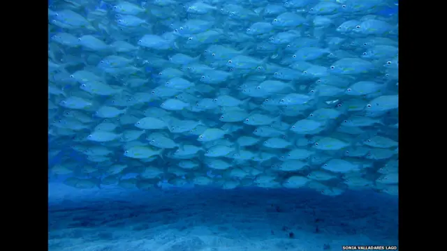 Стая рыб-попугаев