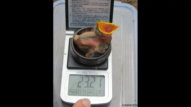 Птенец дрозда на весах