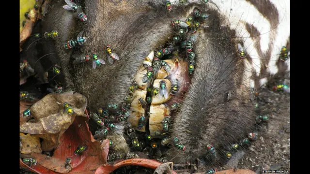 Мухи на зебре