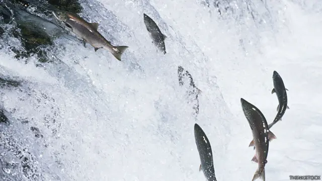 Nadando contra la corriente