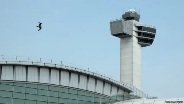 Ave en un aeropuerto