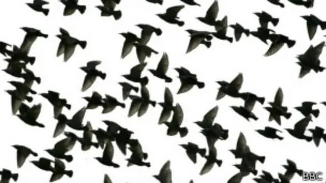 Las aves no se suicidan, aclaran los científicos.