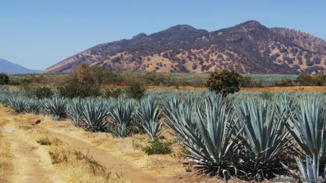 Cây thùa (agava plant) được dùng để sản xuất ra ba loại rượu Mexico khác nhau