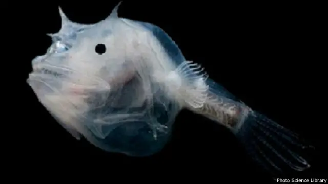 سيلفيا إيرل تريد أن تكتشف الكائنات التي تعيش في الأعماق المتجمدة للمحيط الهادئ