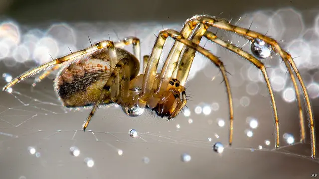 فشل الفريق عدة مرات قبل النجاح في محاكاة عضو بأرجل العنكبوت