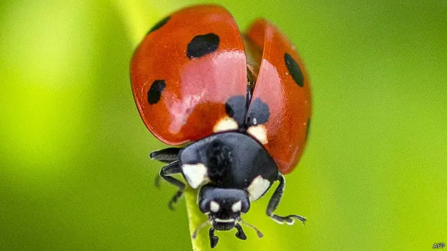 رصد الجهاز الذبذبات الناجمة عن خفق أجنحة الخنفسة المنقطة