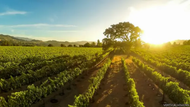 Atardeceder en un viñedo de Santa Inez, California.