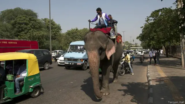 Los elefantes sufren mucho por el asfalto caliente, los cristales y clavos.