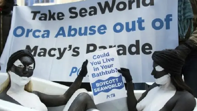 Kelompok perlindungan hak hewan PETA memuji putusan yang melarang SeaWorld membiakkan paus dalam penangkaran.