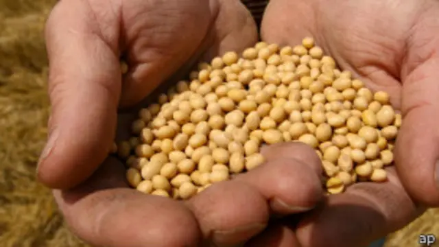 Semilla soja (foto archivo)
