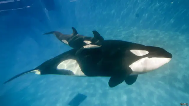 Las autoridades quieren que SeaWorld acabe con su programa de cría de orcas en cautividad.